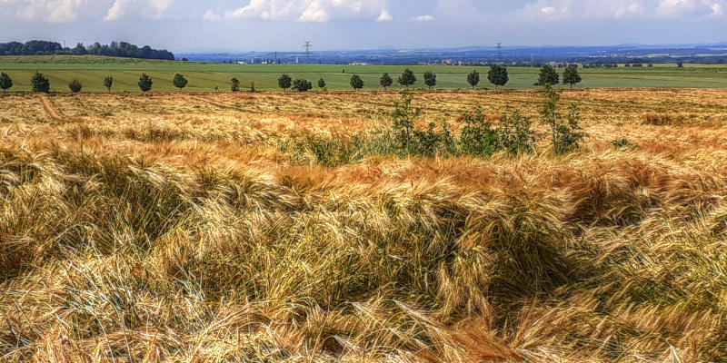 Pole zralé pšenice v otevřené krajině bez stromů.